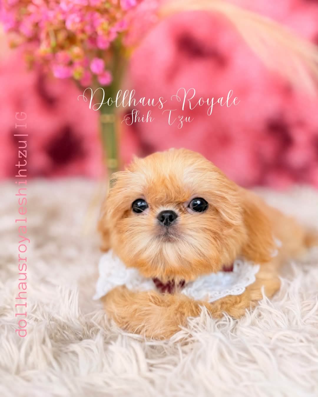 Dollhaus Royale Shih Tzu