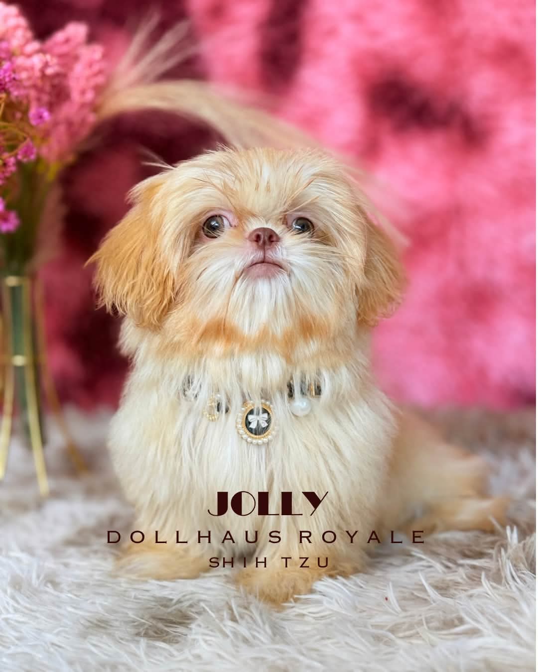 Dollhaus Royale Shih Tzu