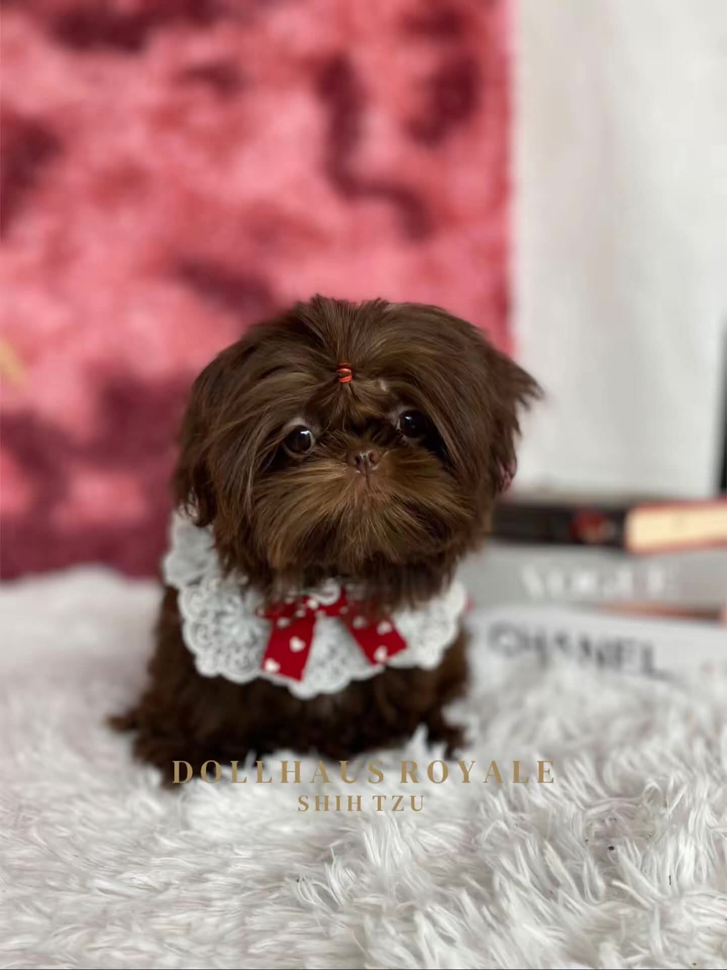 Dollhaus Royale Shih Tzu