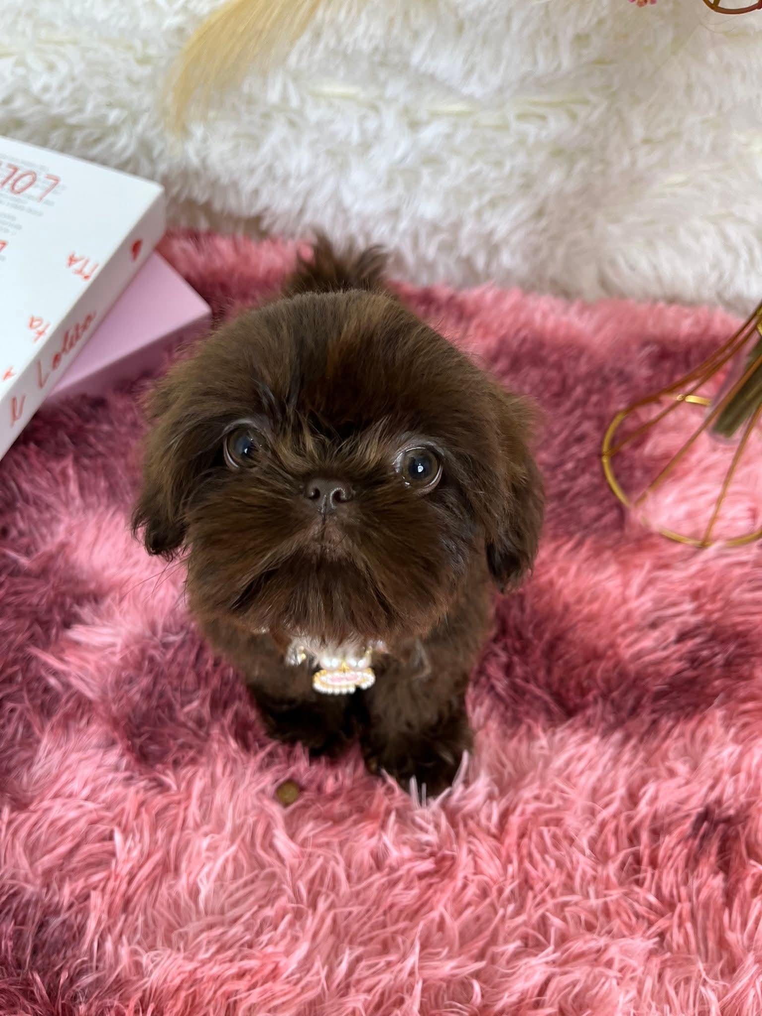 Dollhaus Royale Shih Tzu