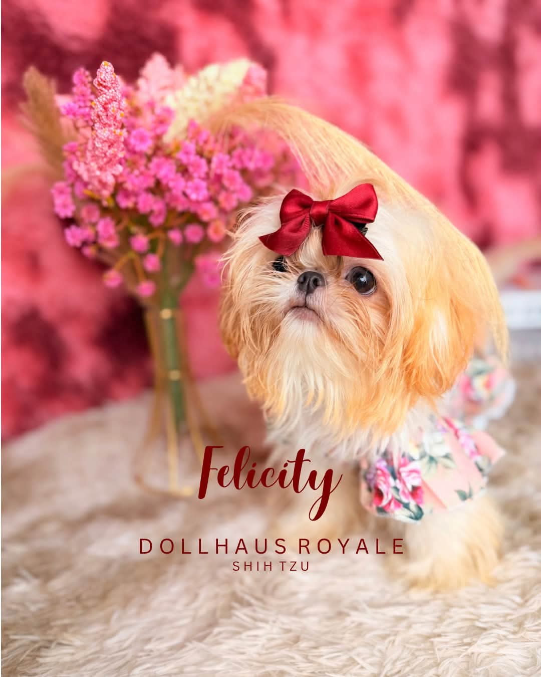 Dollhaus Royale Shih Tzu