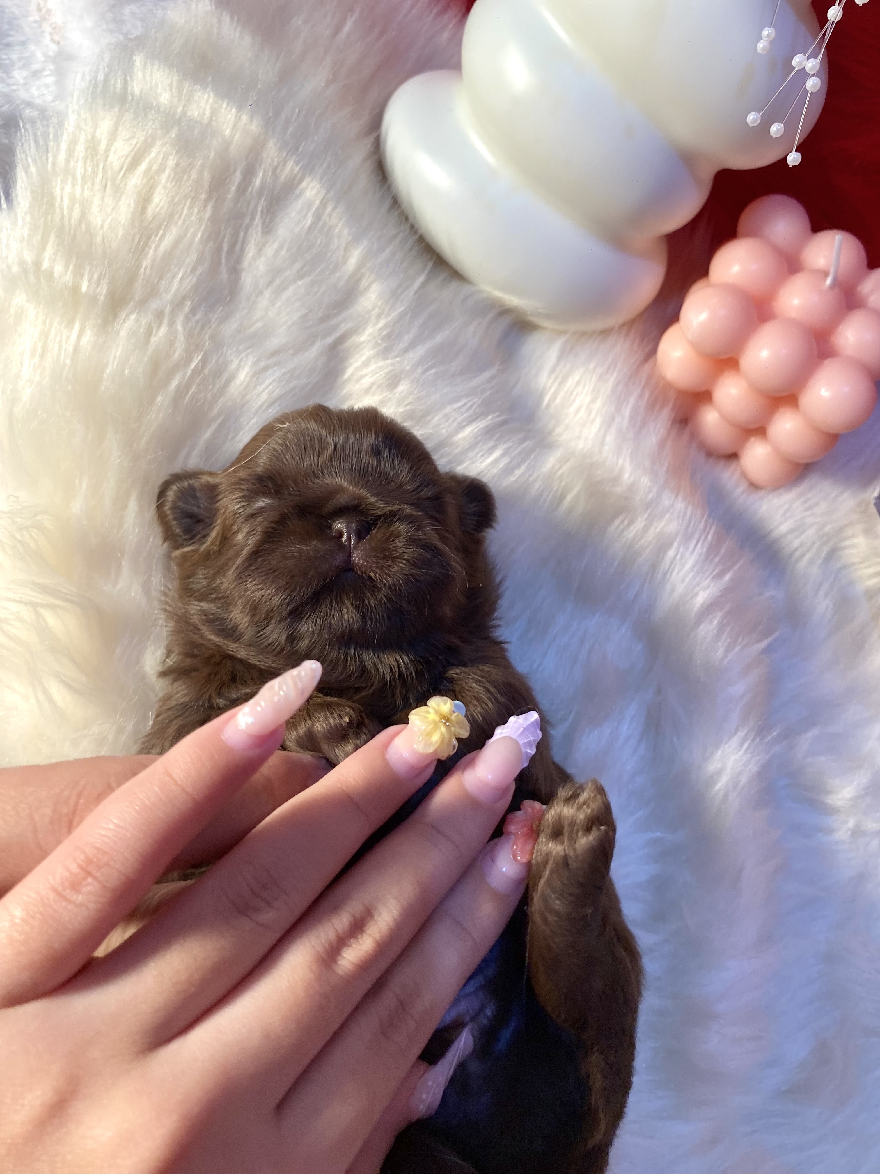 Dollhaus Royale Shih Tzu