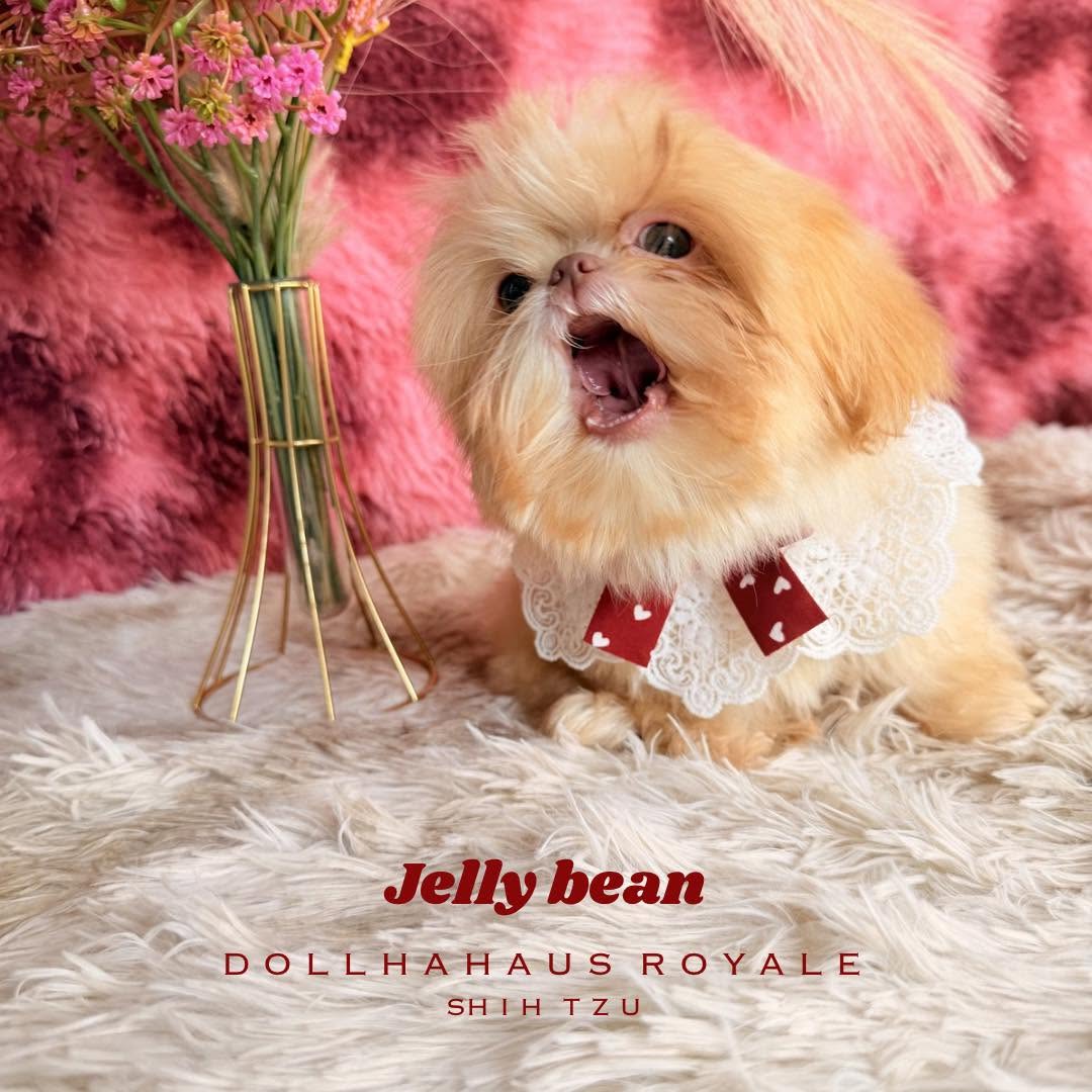 Dollhaus Royale Shih Tzu
