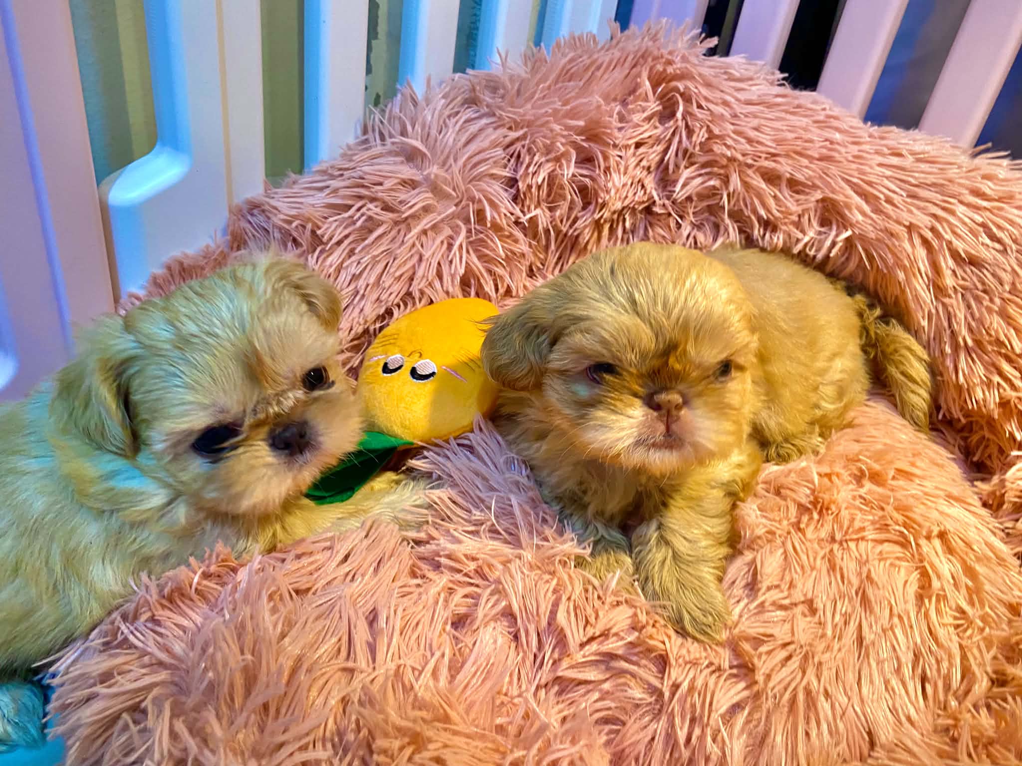 Dollhaus Royale Shih Tzu