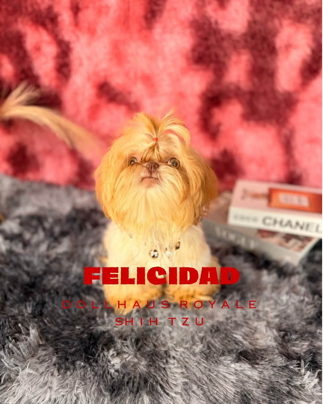 Felicidad